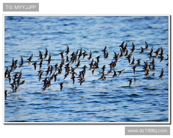 冰岛国脚在英超赛场的表现与成长轨迹
